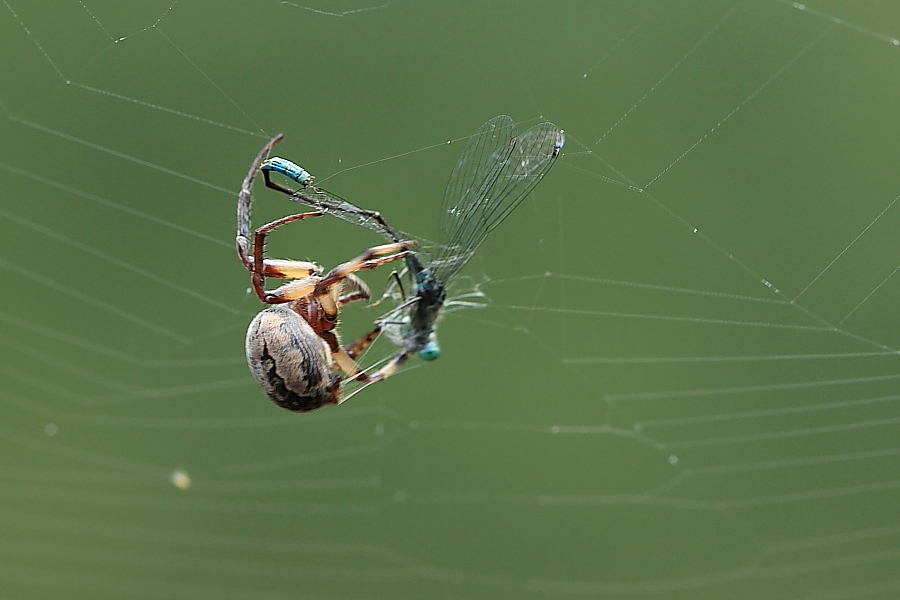 Larinioides sp.